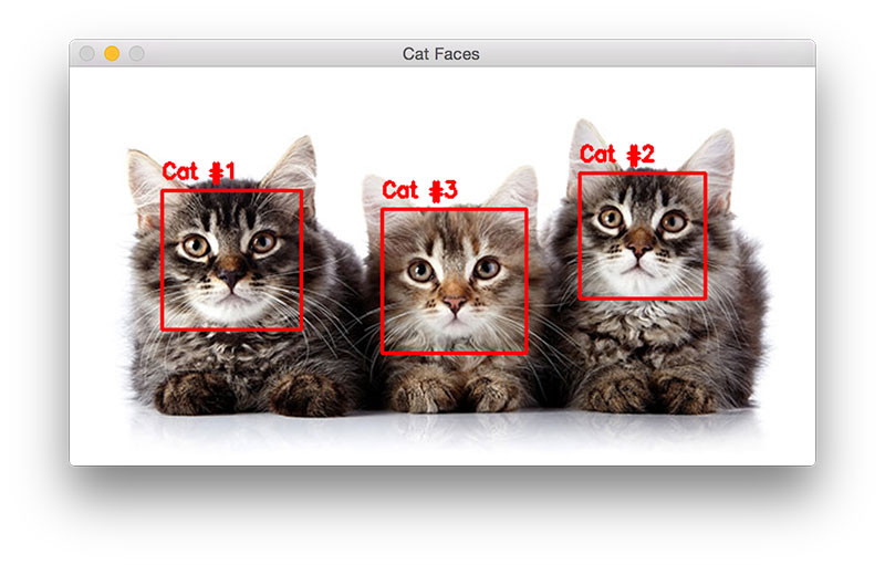 cat_face_detector_result_04